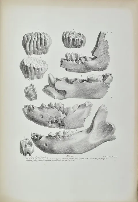 Framed Print : Teeth and jaws from Kent's Cavern Framed Print : Teeth and jaws from Kent's Cavern