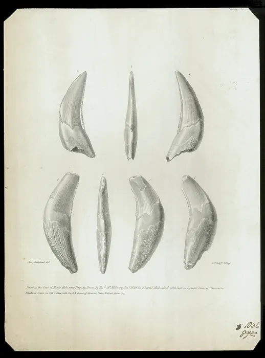 Framed Print : Teeth from Kent's Cavern Framed Print : Teeth from Kent's Cavern