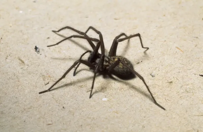 Framed Print : Tegenaria gigantia, house spider Framed Print : Tegenaria gigantia, house spider