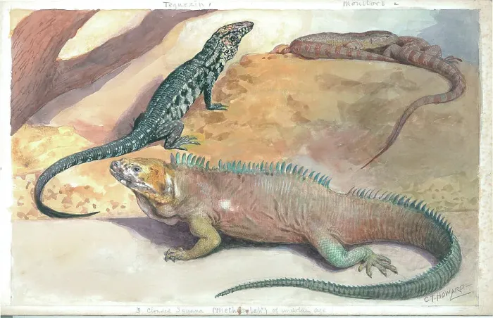 Framed Print : Teguexin, Monitors, Clouded Iguana at London Zoo Framed Print : Teguexin, Monitors, Clouded Iguana at London Zoo