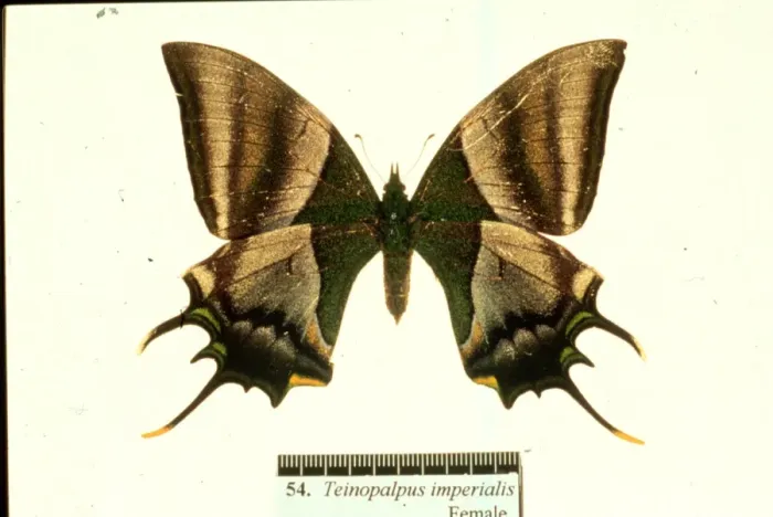 Framed Print : Teinopalpus imperialis, Kaiser-I-Hind Framed Print : Teinopalpus imperialis, Kaiser-I-Hind