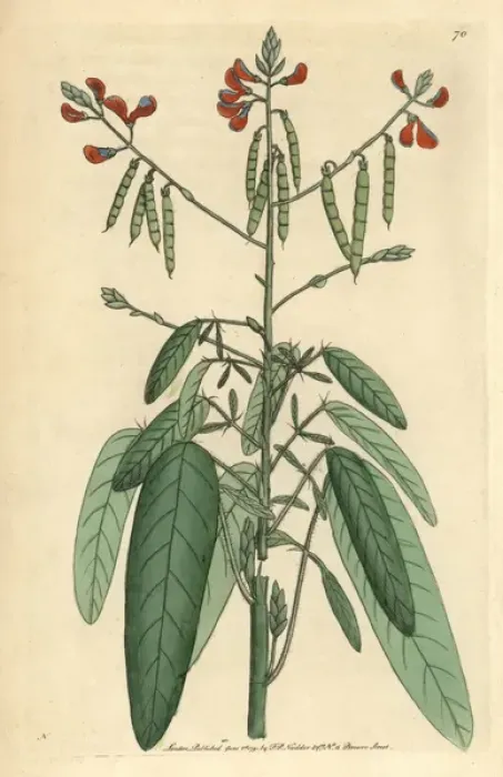 Framed Print : Telegraph or semaphore plant, Codariocalyx motorius Framed Print : Telegraph or semaphore plant, Codariocalyx motorius