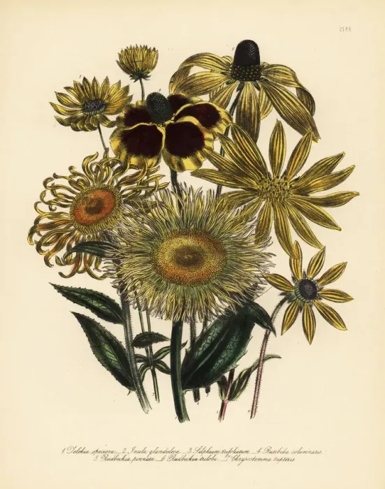 Framed Print : Telekia and Rudbeckia species Framed Print : Telekia and Rudbeckia species