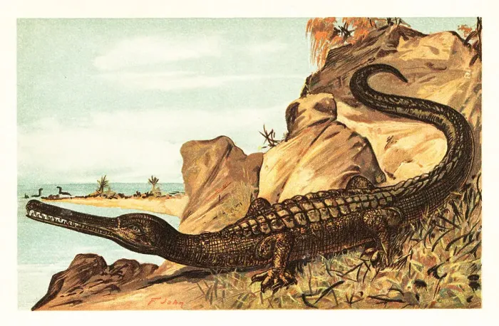 Framed Print : Teleosaurus cadomensis, extinct species of marine crocodile Framed Print : Teleosaurus cadomensis, extinct species of marine crocodile