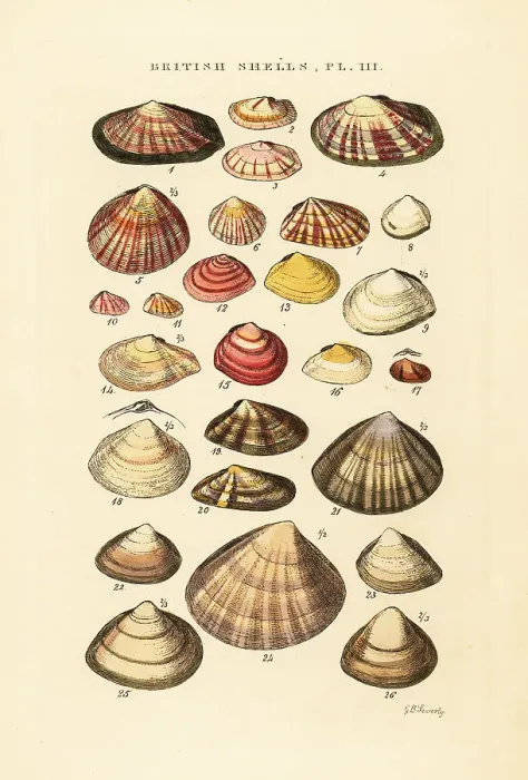 Framed Print : Tellin shells, Tellina crassa, Psammobia, Mactra. etc Framed Print : Tellin shells, Tellina crassa, Psammobia, Mactra. etc