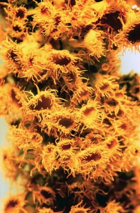Framed Print : Teloschistes chrysopthalmus, lichen
