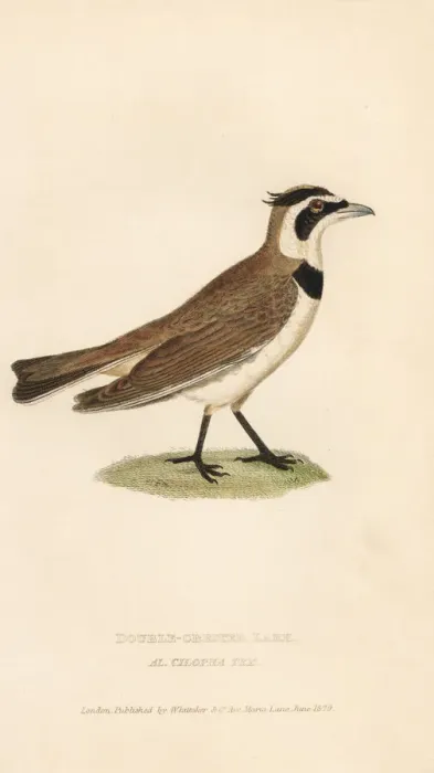 Framed Print : Temmincks lark, Eremophila bilopha Framed Print : Temmincks lark, Eremophila bilopha