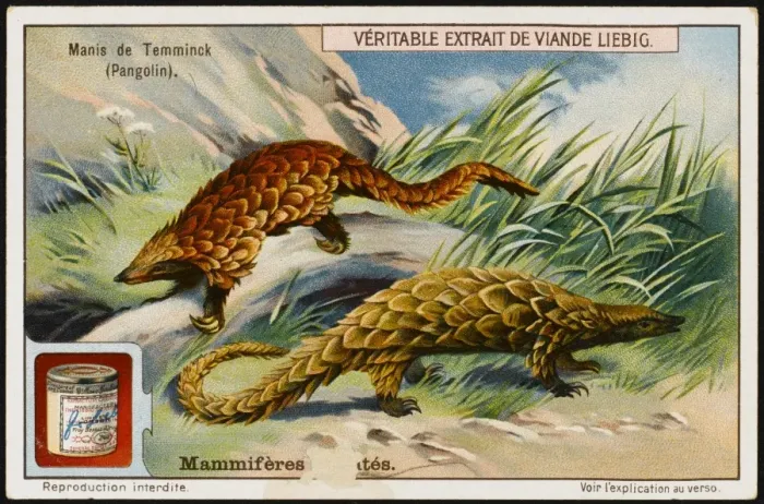 Framed Print : Temmincks Pangolin Framed Print : Temmincks Pangolin