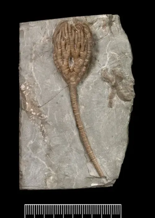 Framed Print : Temnocrinus tuberculatus (Miller) Framed Print : Temnocrinus tuberculatus (Miller)