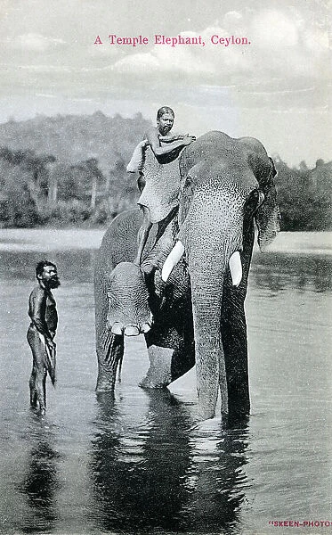 A Temple Elephant, Sri Lanka