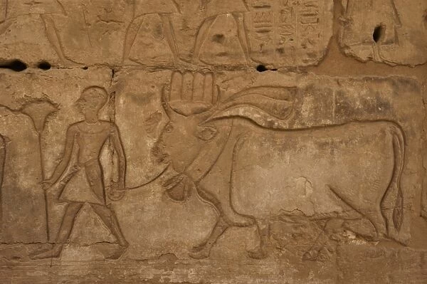 Temple of Ramses III. Priest leading a bull to slaughter. Eg