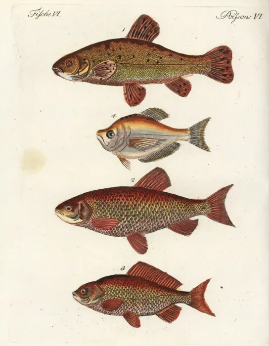 Framed Print : Tench, ide, gibel carp and Indian humphead Framed Print : Tench, ide, gibel carp and Indian humphead