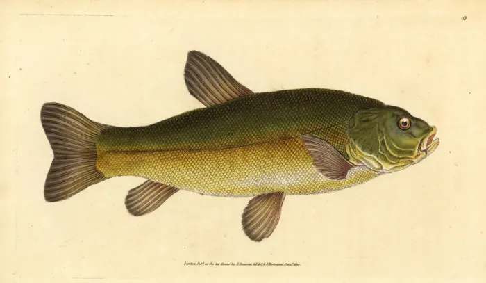 Framed Print : Tench, Tinca tinca Framed Print : Tench, Tinca tinca