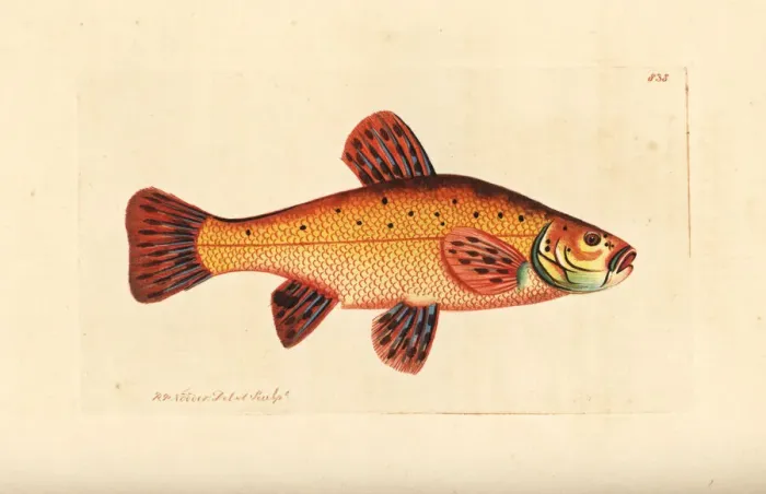 Framed Print : Tench, Tinca tinca Framed Print : Tench, Tinca tinca
