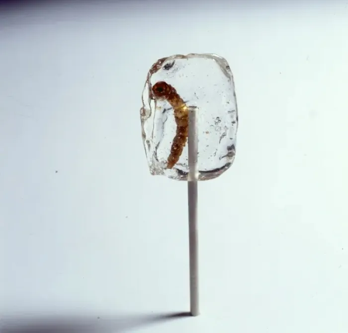 Framed Print : Tenebrio sp. mealworm, in a sticky lollipop Framed Print : Tenebrio sp. mealworm, in a sticky lollipop