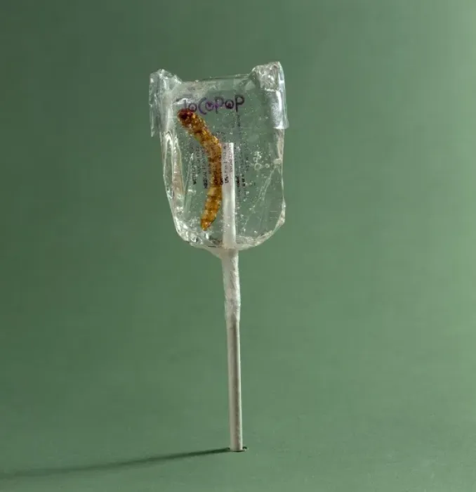 Framed Print : Tenebrio sp. mealworm in a sticky lollipop Framed Print : Tenebrio sp. mealworm in a sticky lollipop