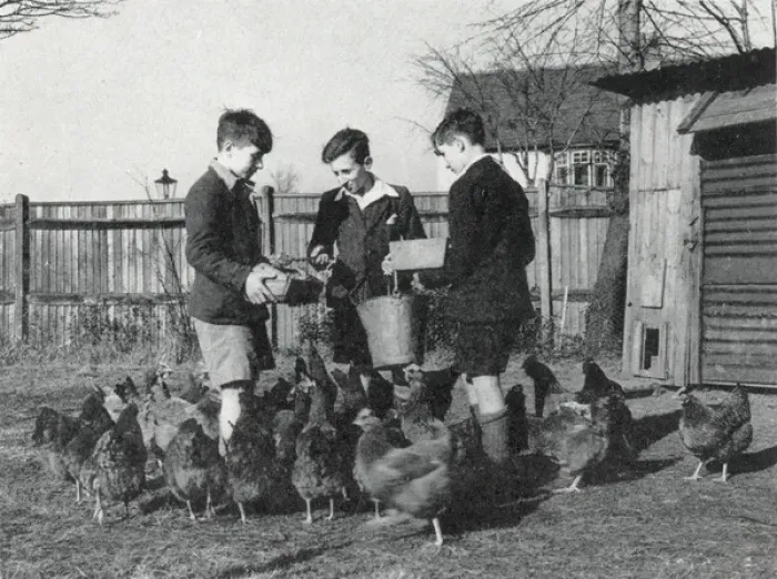 Framed Print : Tennal Approved School, Birmingham - Feeding Hens Framed Print : Tennal Approved School, Birmingham - Feeding Hens