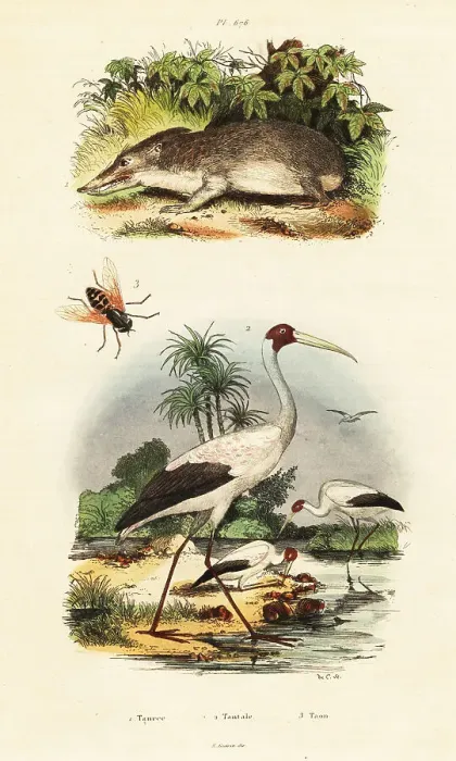 Framed Print : Tenrec, stork and horsefly Framed Print : Tenrec, stork and horsefly