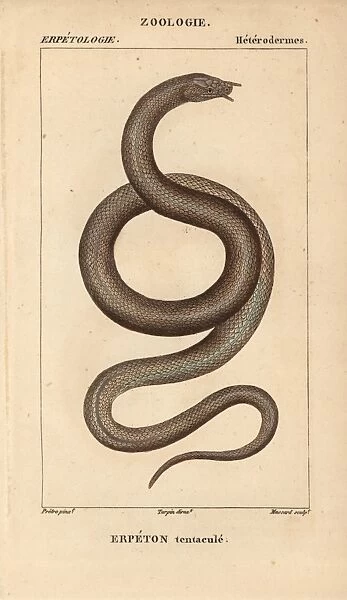 Tentacled snake, Erpeton tentaculatum