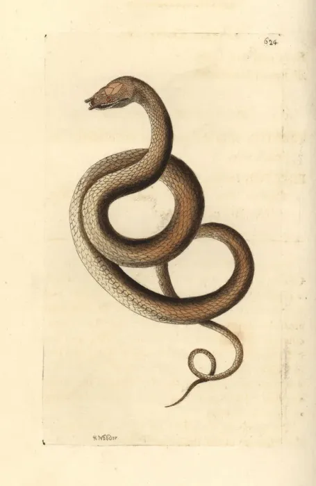 Framed Print : Tentacled snake, Erpeton tentaculatum Framed Print : Tentacled snake, Erpeton tentaculatum