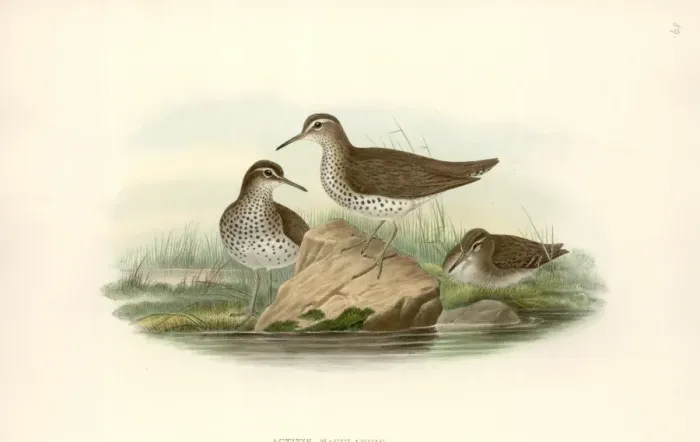 Framed Print : Tenthredinidae, Tenthredo, Symphyta Framed Print : Tenthredinidae, Tenthredo, Symphyta