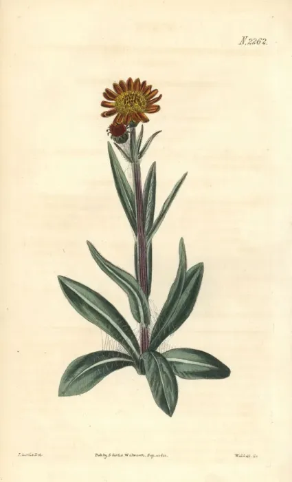 Framed Print : Tephroseris integrifolia Framed Print : Tephroseris integrifolia