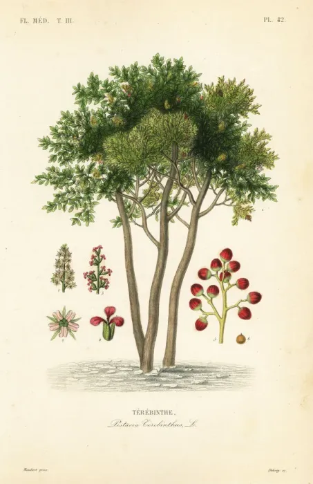 Framed Print : Terebinth or turpentine tree, Pistacia terebinthus Framed Print : Terebinth or turpentine tree, Pistacia terebinthus