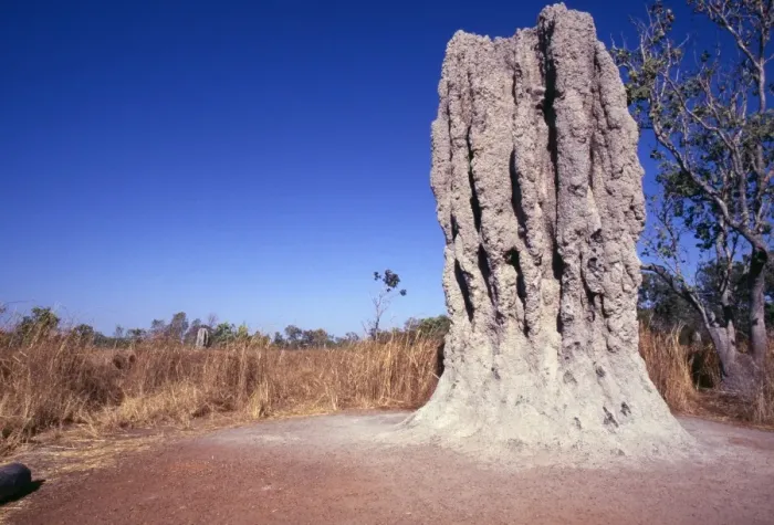 Framed Print : Termite Mounds Framed Print : Termite Mounds