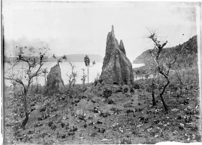 Framed Print : Termite Nests, Cape York, Torres Straits Framed Print : Termite Nests, Cape York, Torres Straits
