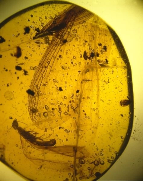 Termites in Dominican amber