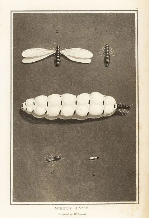 Framed Print : Termites, Macrotermes bellicosus Framed Print : Termites, Macrotermes bellicosus
