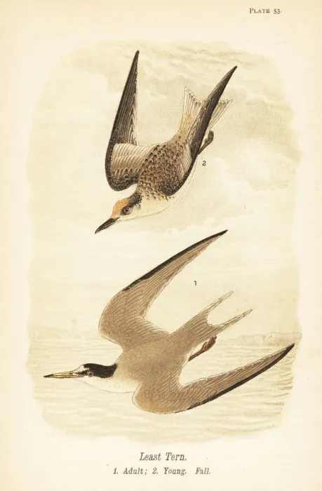 Framed Print : Least tern, Sternula antillarum Framed Print : Least tern, Sternula antillarum