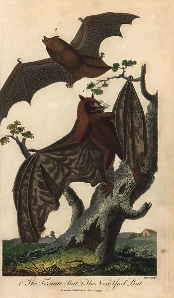 Ternate bat and New York bat