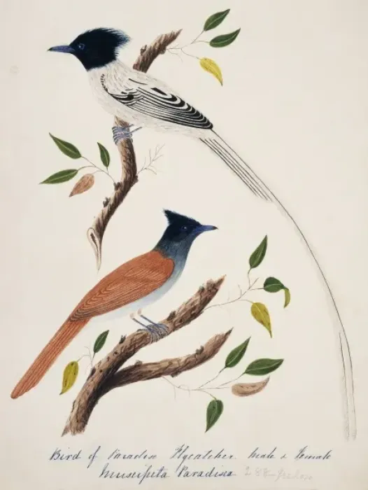 Framed Print : Terpsiphone paradisi, Asian paradise-flycatcher Framed Print : Terpsiphone paradisi, Asian paradise-flycatcher