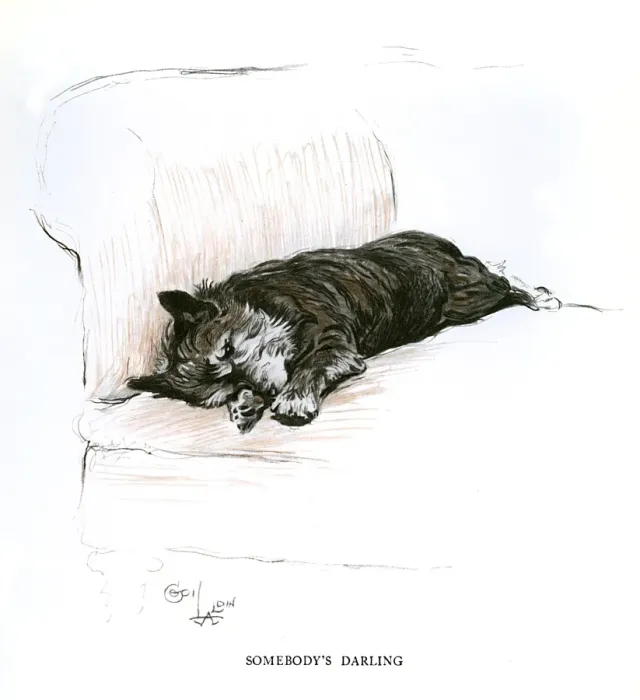 Framed Print : Terrier lying on a sofa Framed Print : Terrier lying on a sofa
