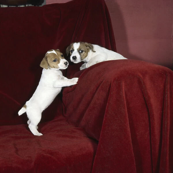 Two terrier puppies on a red sofa