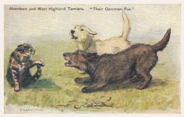 Framed Print : Terriers. Aberdeen and West Highland Terriers. Artist: Eileen Hood Date: circa 1930 Framed Print : Terriers. Aberdeen and West Highland Terriers. Artist: Eileen Hood Date: circa 1930