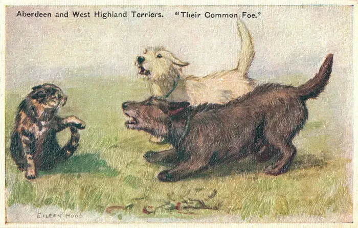 Framed Print : Terriers. Painting of an Aberdeen and a West Highland Terrier attacking a cat Framed Print : Terriers. Painting of an Aberdeen and a West Highland Terrier attacking a cat