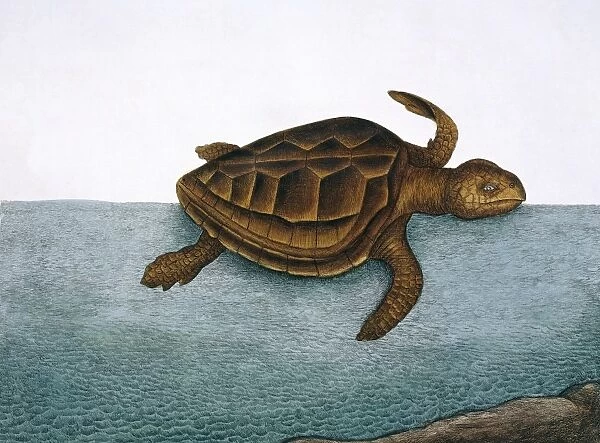Testudo marina, loggerhead turtle
