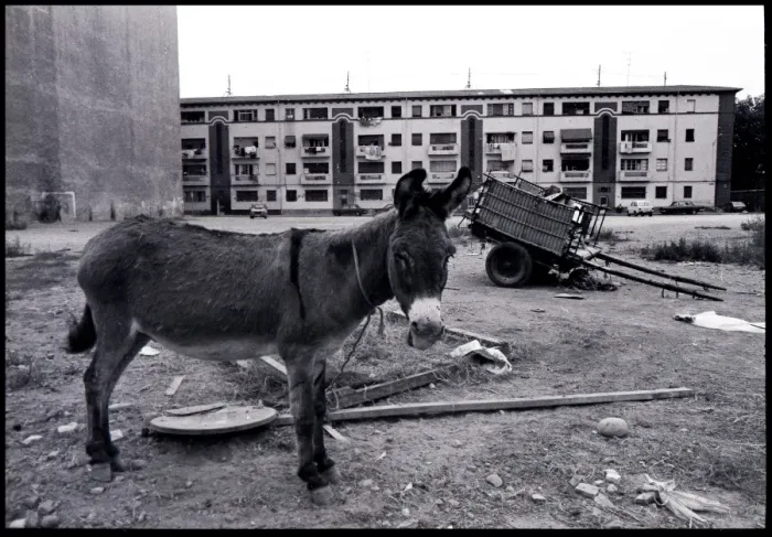 Framed Print : Tethered donkey on waste ground, Valencia, Spain Framed Print : Tethered donkey on waste ground, Valencia, Spain
