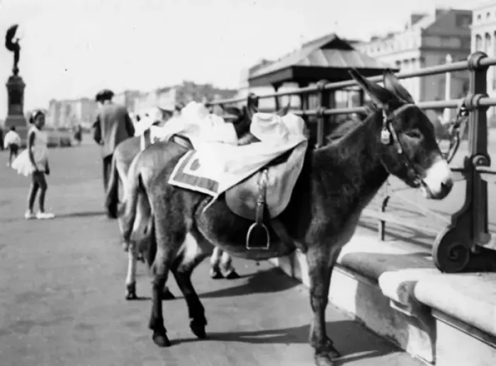 Framed Print : Tethered Seaside Donkeys Framed Print : Tethered Seaside Donkeys