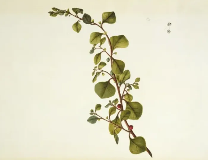 Framed Print : Tetragonia trigyna, spinach Framed Print : Tetragonia trigyna, spinach