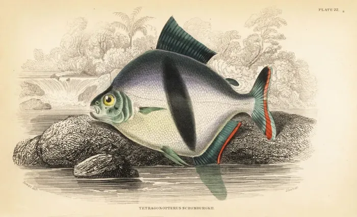 Framed Print : Tetragonopterus chalceus Framed Print : Tetragonopterus chalceus