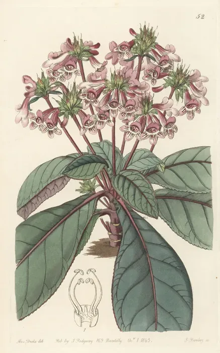 Framed Print : Tetranema roseum Framed Print : Tetranema roseum