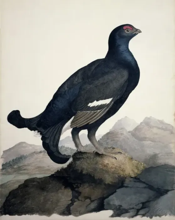 Framed Print : Tetrao tetrix, black grouse Framed Print : Tetrao tetrix, black grouse