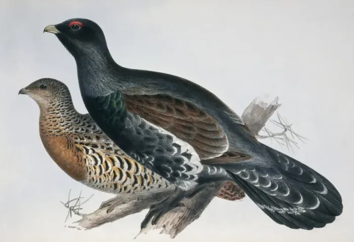 Framed Print : Tetrao urogallus, western capercaillie Framed Print : Tetrao urogallus, western capercaillie