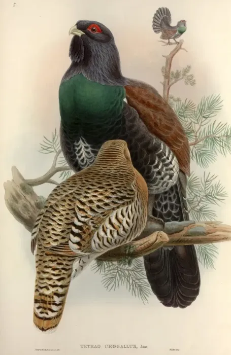 Framed Print : Tetrao urogallus, western capercaillie Framed Print : Tetrao urogallus, western capercaillie