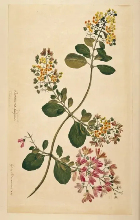 Framed Print : Tetrapterys phlomoides Framed Print : Tetrapterys phlomoides