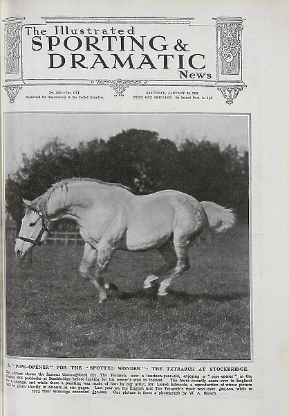 The Tetrarch, a Racehorse