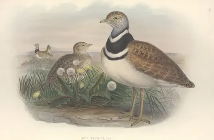 Framed Print : Tetrax tetrax, little bustard Framed Print : Tetrax tetrax, little bustard